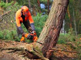 Best Hedge Trimming  in Groveland, FL